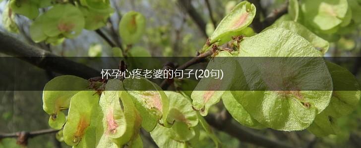 怀孕心疼老婆的句子(20句),第1张