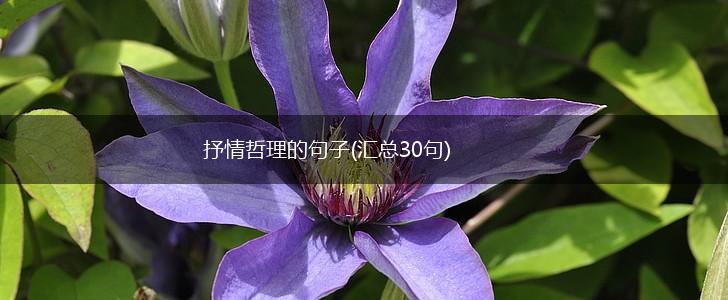 抒情哲理的句子(汇总30句),第1张