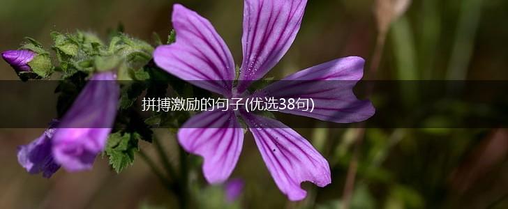 拼搏激励的句子(优选38句),第1张