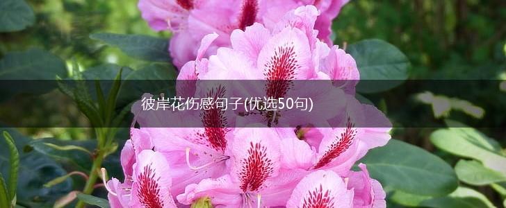 彼岸花伤感句子(优选50句),第1张