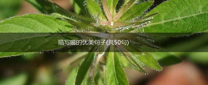 描写嘴的优美句子(共50句),第1张