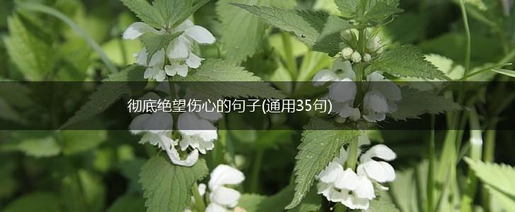 彻底绝望伤心的句子(通用35句),第1张