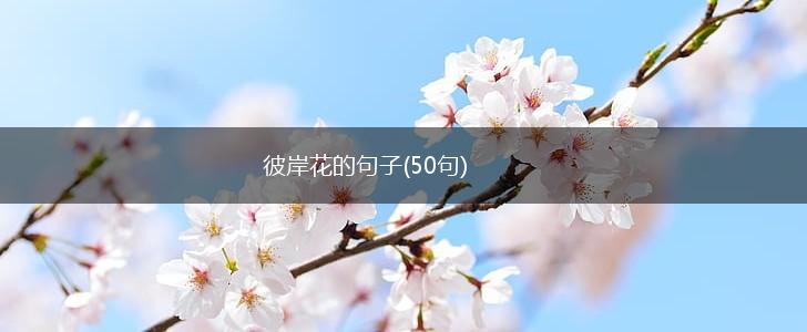 彼岸花的句子(50句),第1张