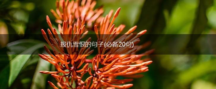 报仇雪恨的句子(必备20句),第1张