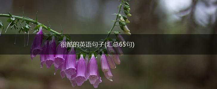 很酷的英语句子(汇总65句),第1张