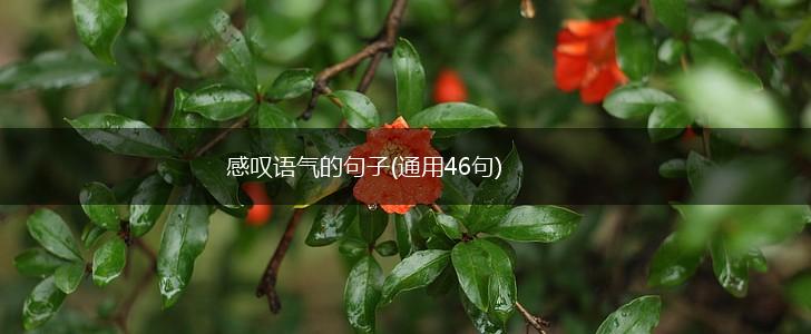 感叹语气的句子(通用46句),第1张