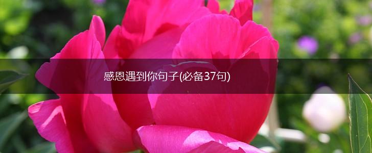 感恩遇到你句子(必备37句),第1张