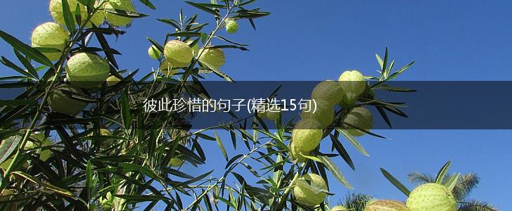 彼此珍惜的句子(精选15句),第1张