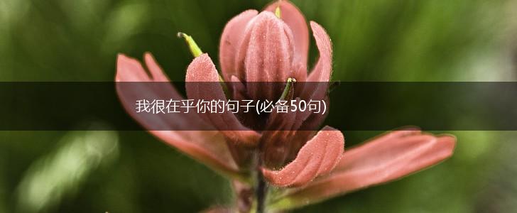 我很在乎你的句子(必备50句),第1张