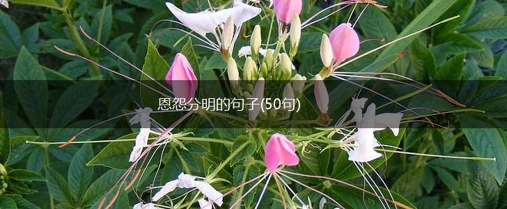 恩怨分明的句子(50句),第1张