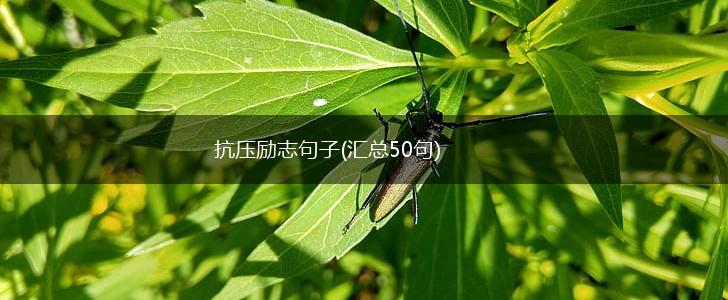 抗压励志句子(汇总50句),第1张