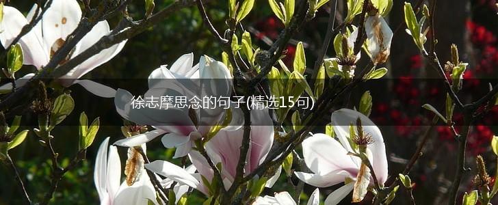 徐志摩思念的句子(精选15句),第1张