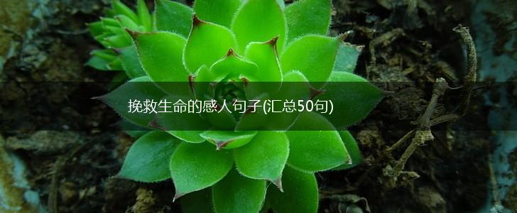 挽救生命的感人句子(汇总50句),第1张