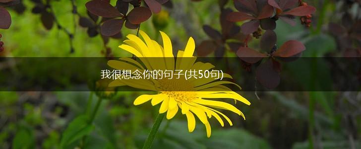 我很想念你的句子(共50句),第1张