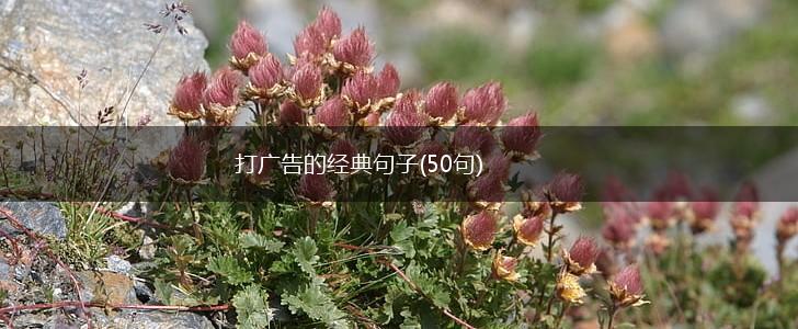 打广告的经典句子(50句),第1张