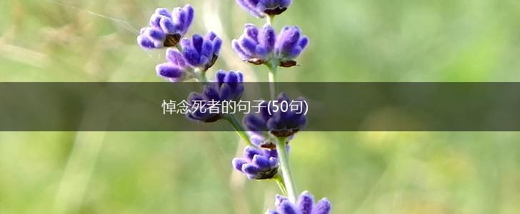 悼念死者的句子(50句),第1张