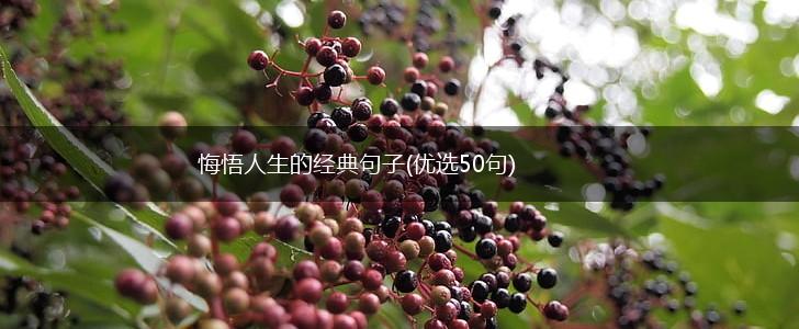 悔悟人生的经典句子(优选50句),第1张