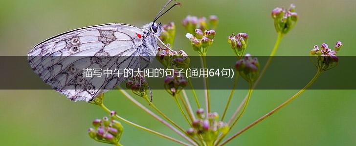 描写中午的太阳的句子(通用64句),第1张