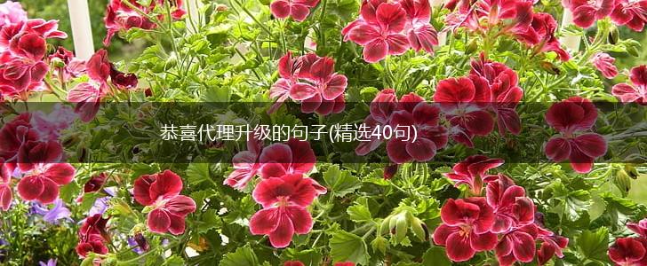恭喜代理升级的句子(精选40句),第1张