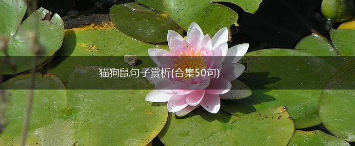 猫狗鼠句子赏析(合集50句),第1张