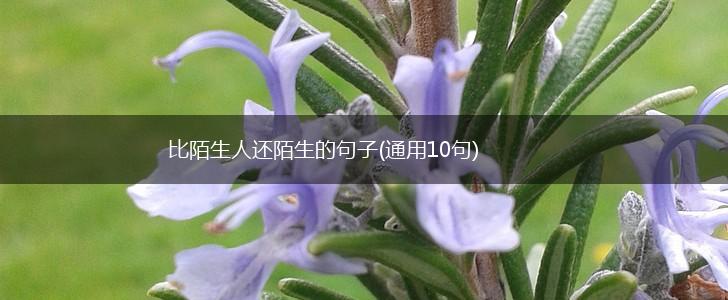 比陌生人还陌生的句子(通用10句),第1张