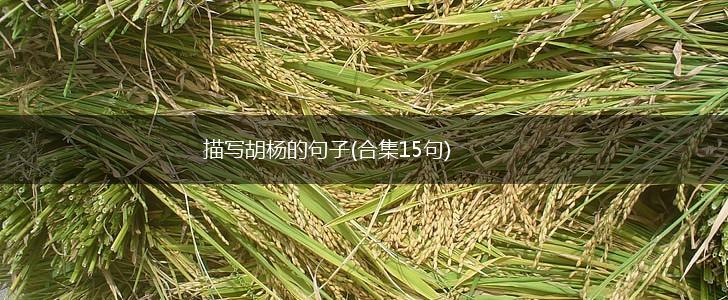 描写胡杨的句子(合集15句),第1张