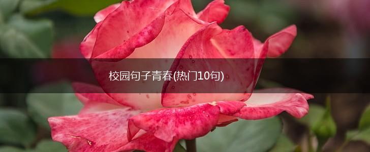 校园句子青春(热门10句),第1张