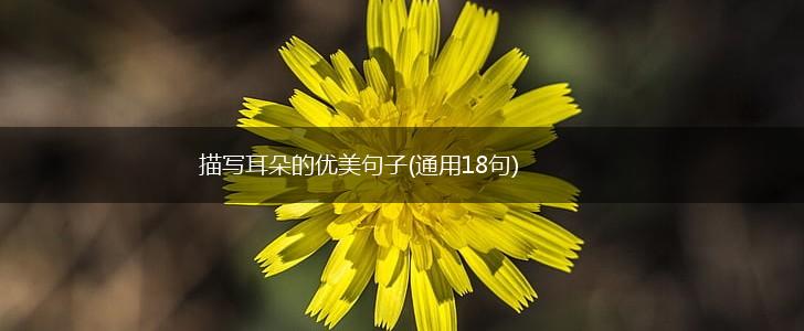 描写耳朵的优美句子(通用18句),第1张