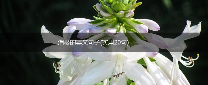 消极的英文句子(实用20句),第1张