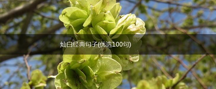灿白经典句子(优选100句),第1张