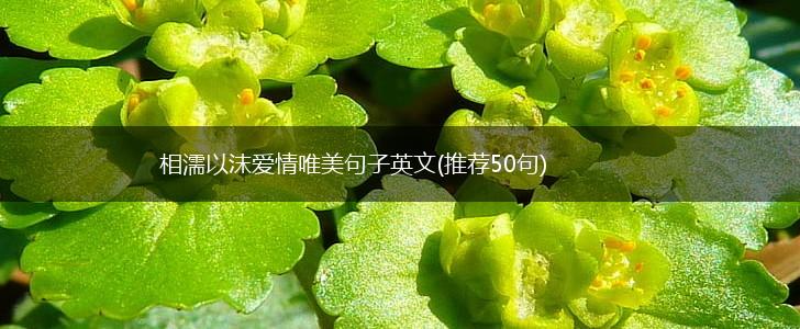 相濡以沫爱情唯美句子英文(推荐50句),第1张