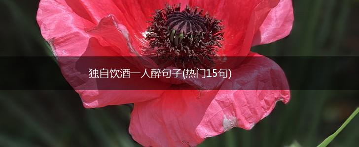 独自饮酒一人醉句子(热门15句),第1张