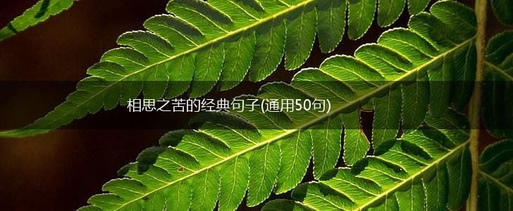 相思之苦的经典句子(通用50句),第1张