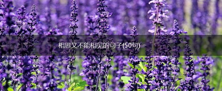 相思又不能相见的句子(50句),第1张