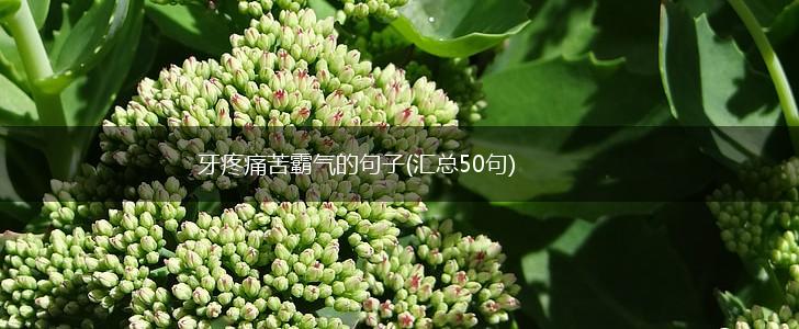 牙疼痛苦霸气的句子(汇总50句),第1张