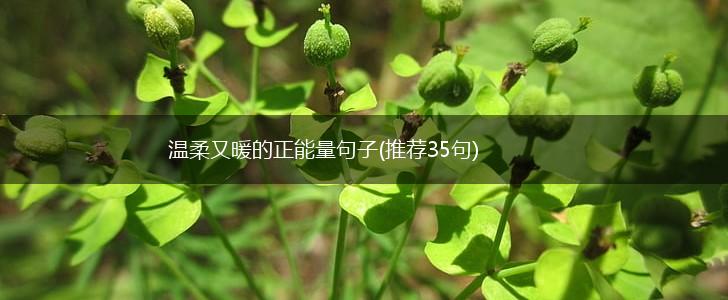温柔又暖的正能量句子(推荐35句),第1张