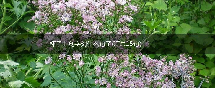 杯子上刻字刻什么句子(汇总15句),第1张