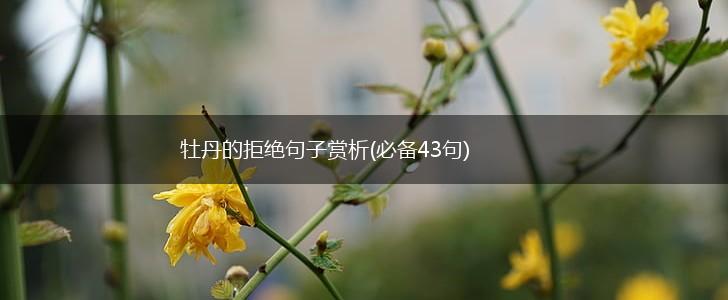 牡丹的拒绝句子赏析(必备43句),第1张