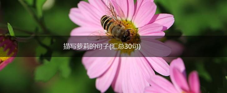 描写萝莉的句子(汇总30句),第1张