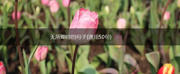 无所期待的句子(通用50句),第1张