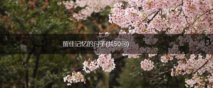 留住记忆的句子(共50句),第1张