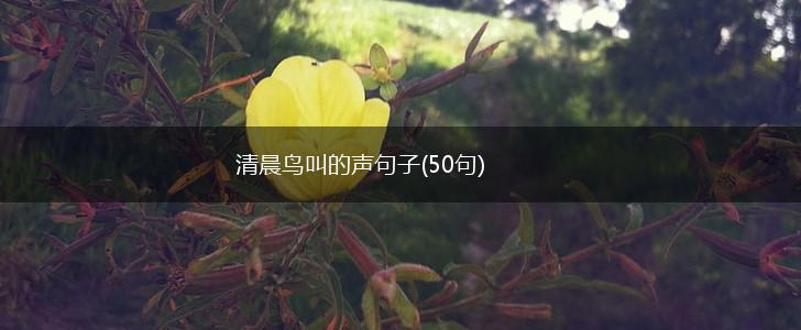 清晨鸟叫的声句子(50句),第1张