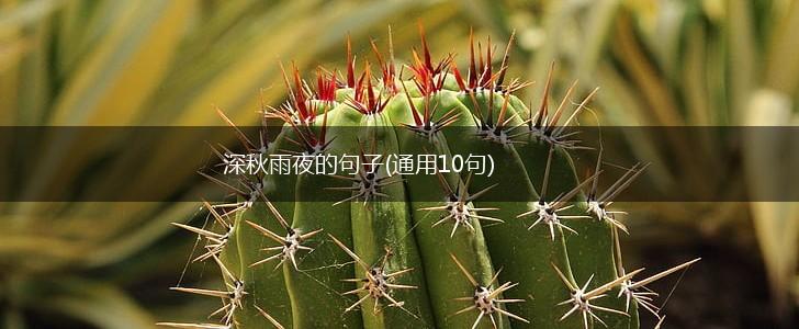 深秋雨夜的句子(通用10句),第1张