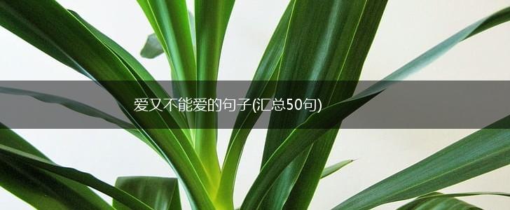 爱又不能爱的句子(汇总50句),第1张