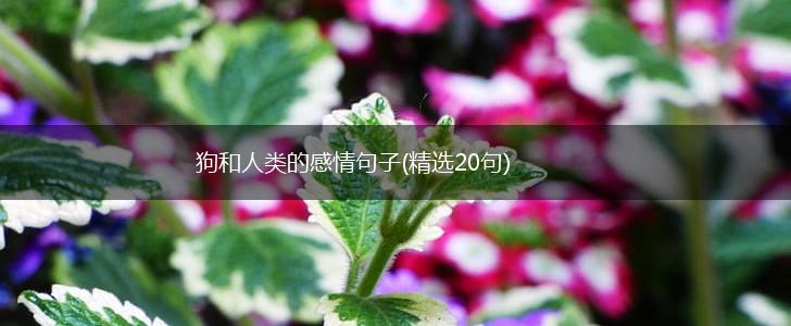 狗和人类的感情句子(精选20句),第1张