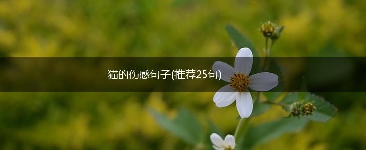 猫的伤感句子(推荐25句),第1张