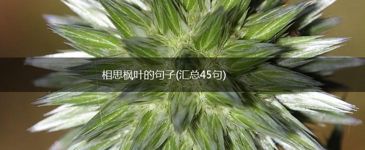 相思枫叶的句子(汇总45句),第1张