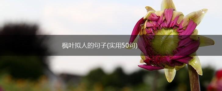 枫叶拟人的句子(实用50句),第1张
