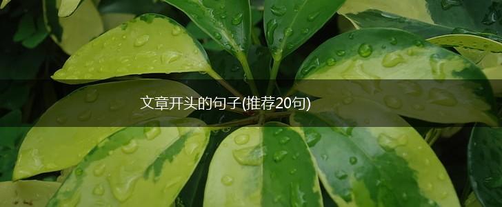 文章开头的句子(推荐20句),第1张
