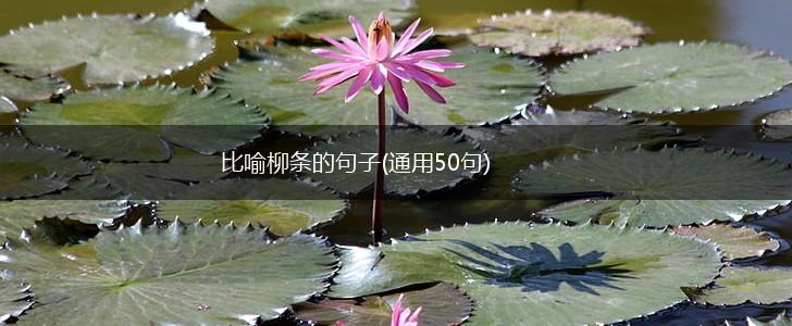 比喻柳条的句子(通用50句),第1张